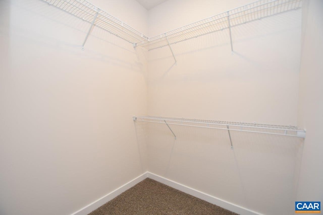 walk in closet with carpet flooring