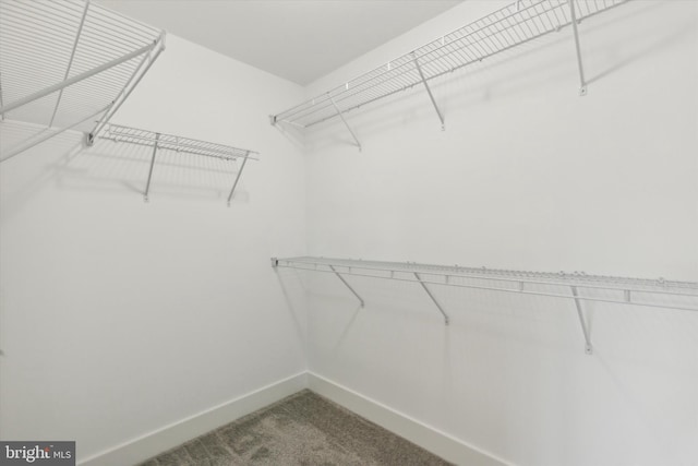 walk in closet featuring carpet