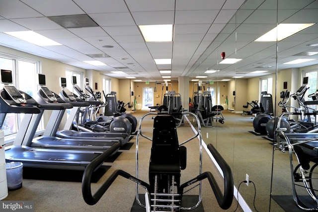 workout area with a wealth of natural light, carpet flooring, and a drop ceiling