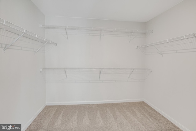 walk in closet with carpet