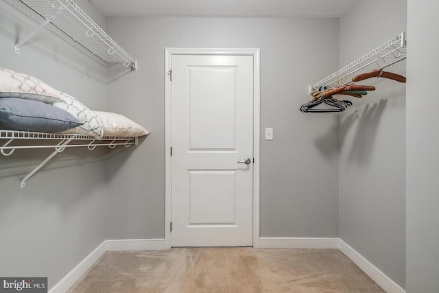 spacious closet featuring carpet