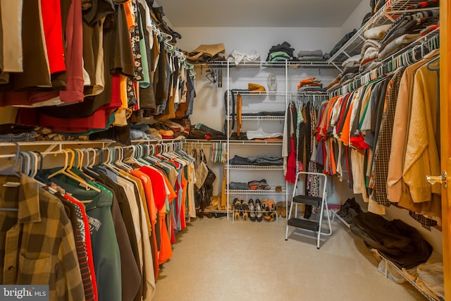 walk in closet with carpet flooring