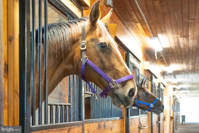 view of horse barn