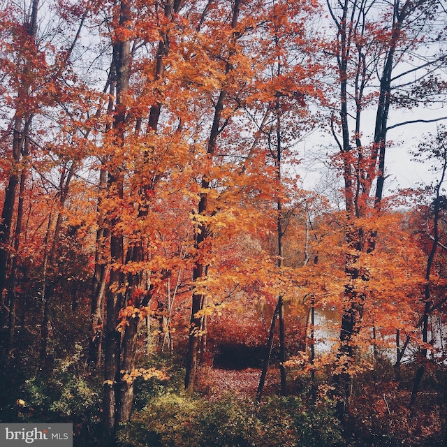 view of local wilderness