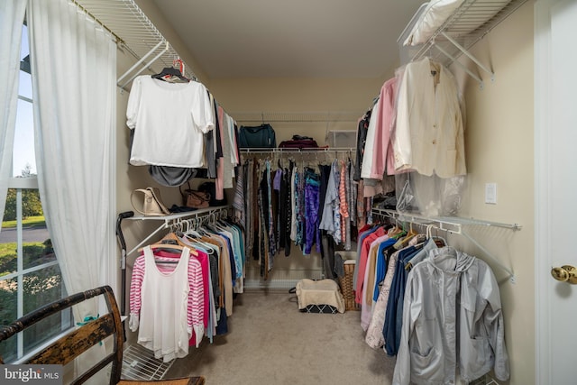 walk in closet featuring carpet flooring