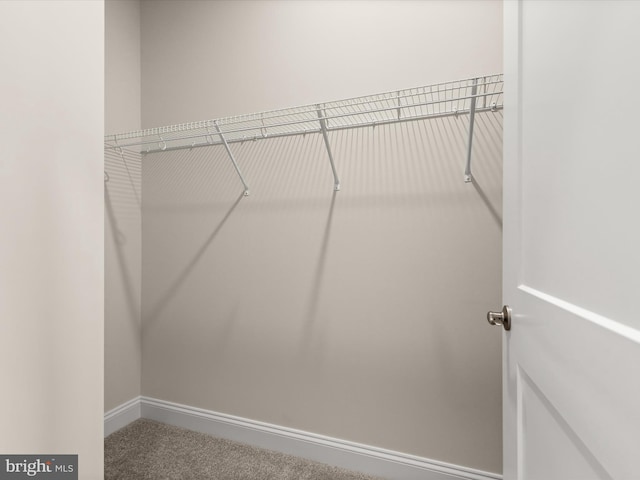 473 Orange Tree Ln, Westminster, MD 21157 - walk in closet with carpet