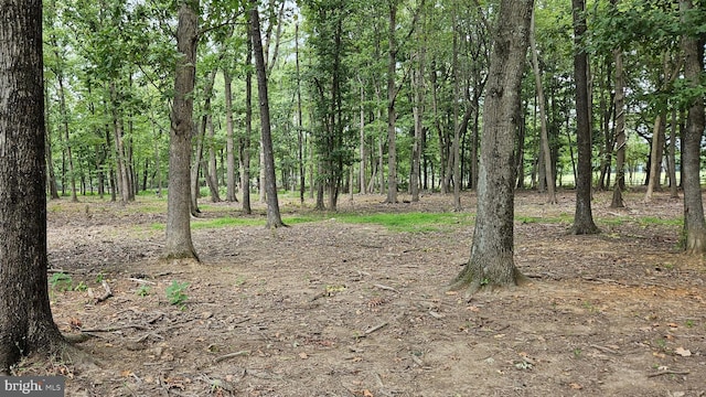 view of local wilderness