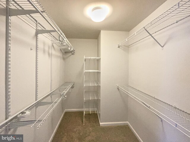 walk in closet featuring dark colored carpet