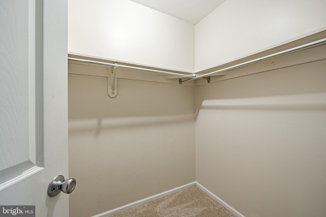 walk in closet featuring carpet flooring