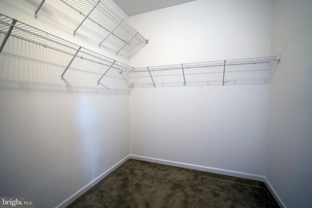 spacious closet featuring carpet floors