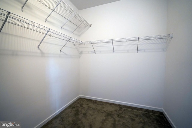 spacious closet featuring carpet flooring