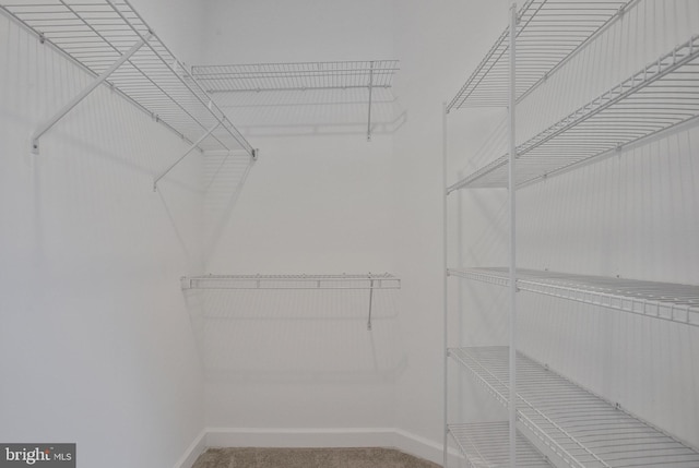 spacious closet featuring carpet floors