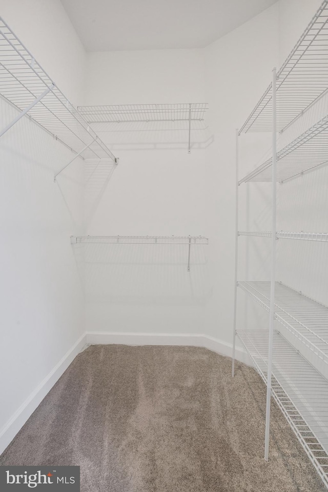 walk in closet featuring carpet floors