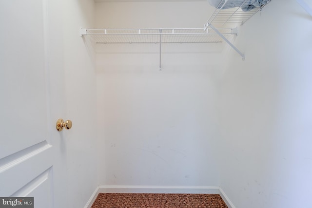 walk in closet with carpet flooring