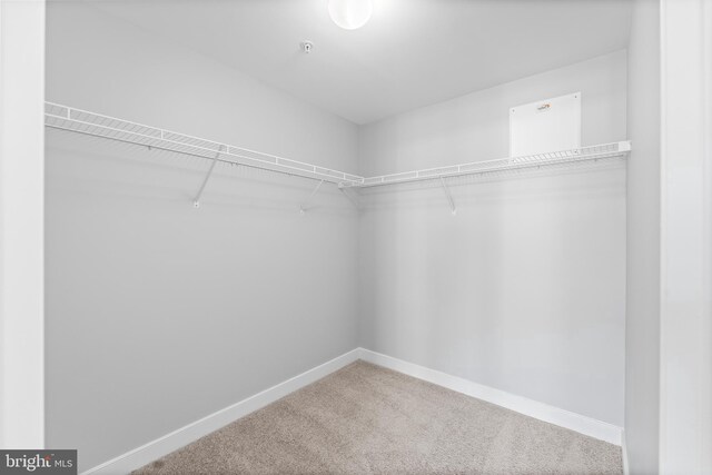 walk in closet with carpet flooring