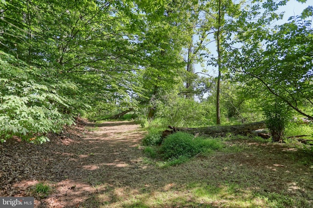 view of local wilderness