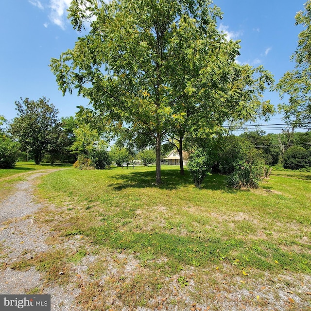 view of yard featuring driveway