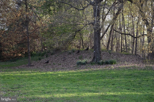 view of yard with a wooded view