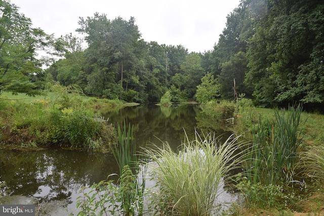 water view featuring a view of trees