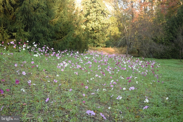 view of yard featuring a wooded view