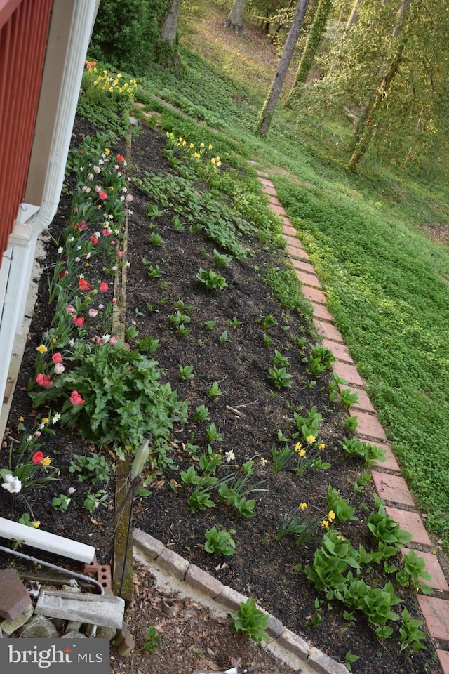 view of yard with a vegetable garden