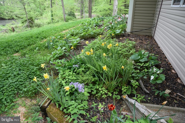 view of yard with a garden