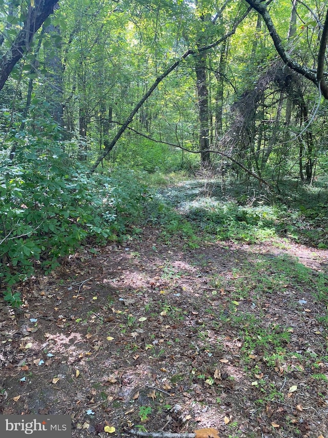 view of local wilderness