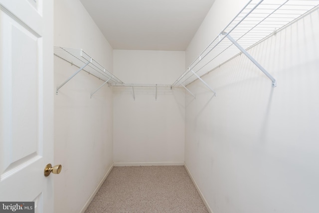 walk in closet with carpet flooring