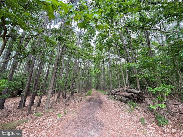 view of local wilderness