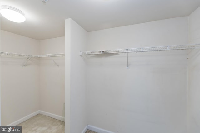 walk in closet featuring carpet floors