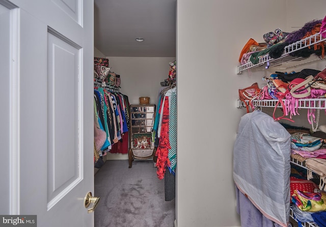 walk in closet featuring carpet flooring