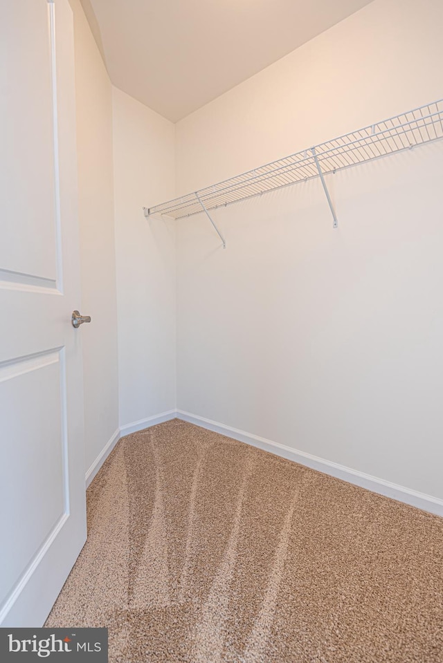 spacious closet featuring carpet floors