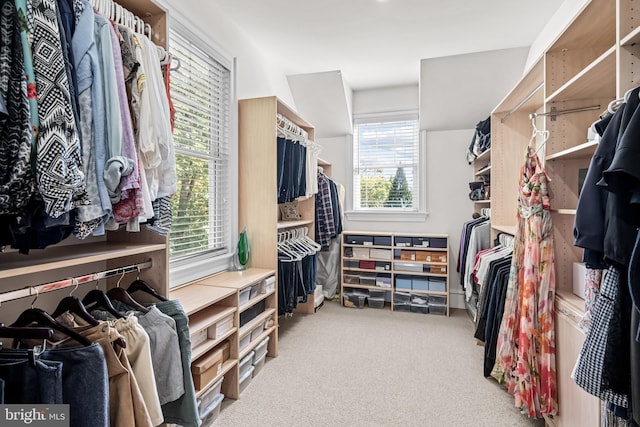 walk in closet featuring carpet flooring