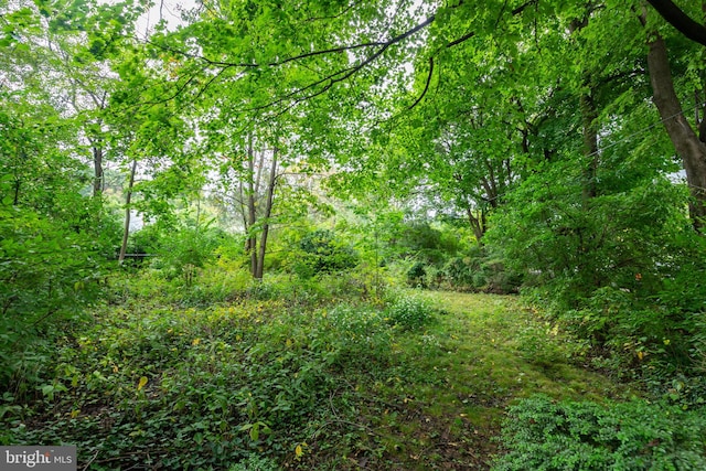 view of local wilderness