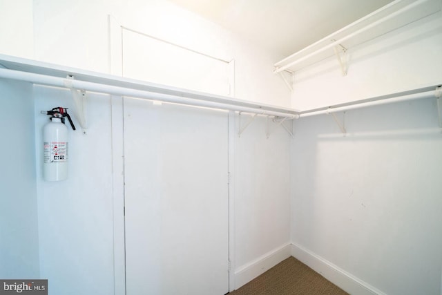 spacious closet featuring carpet