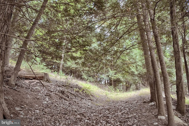 view of local wilderness