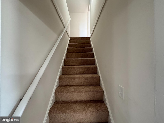 staircase featuring carpet floors