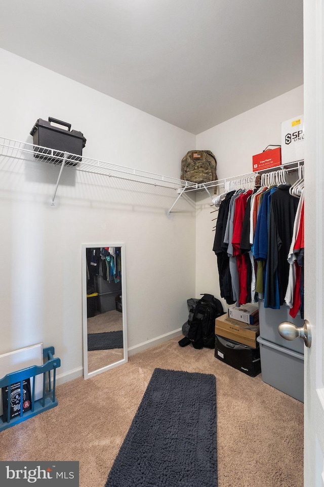 walk in closet with carpet flooring