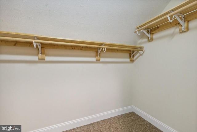 spacious closet featuring carpet