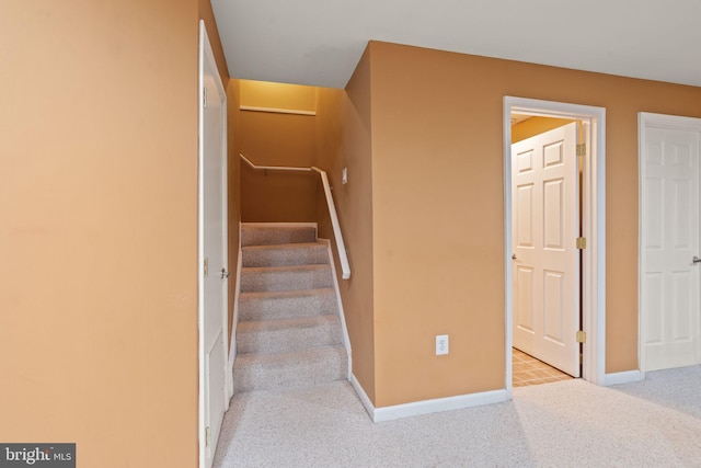 stairway featuring carpet flooring