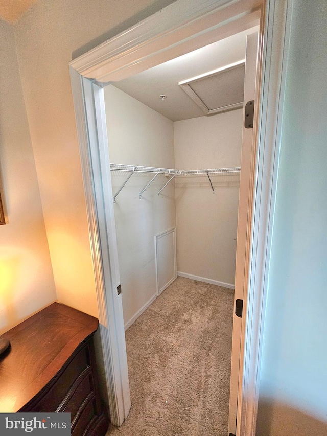 walk in closet featuring carpet floors