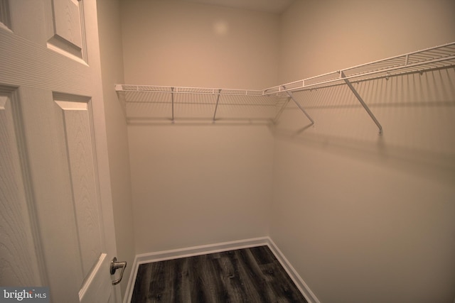 spacious closet with dark hardwood / wood-style flooring