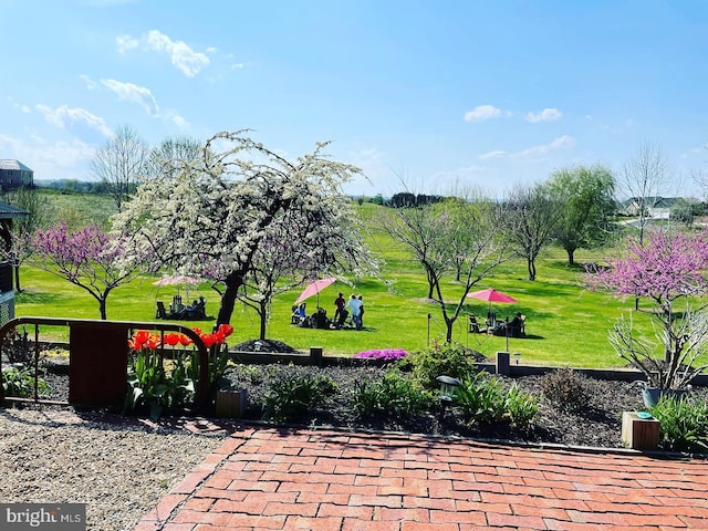 view of property's community with a yard