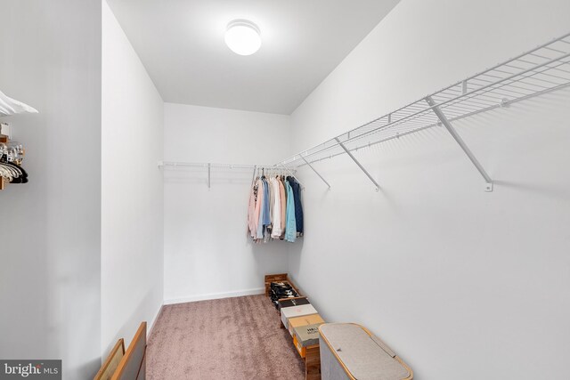 walk in closet with carpet