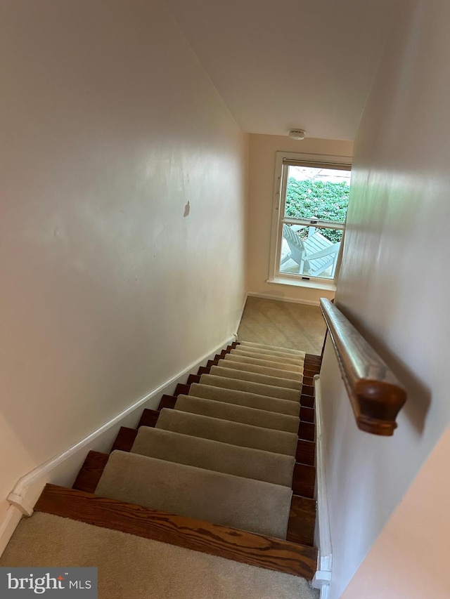 staircase featuring carpet