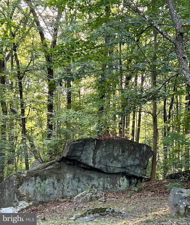 view of local wilderness