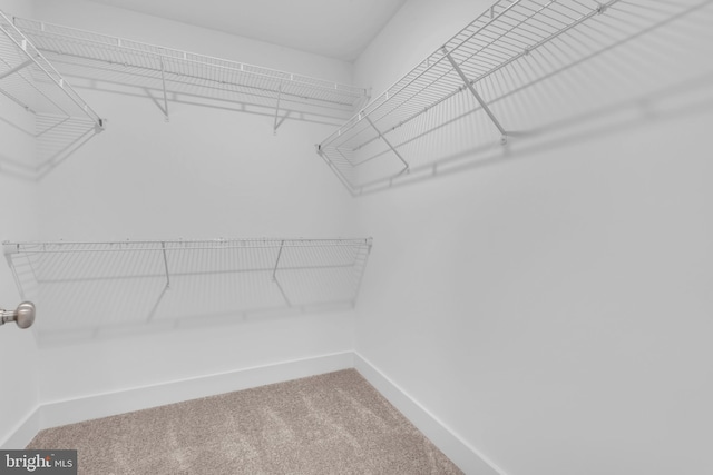 spacious closet with carpet floors