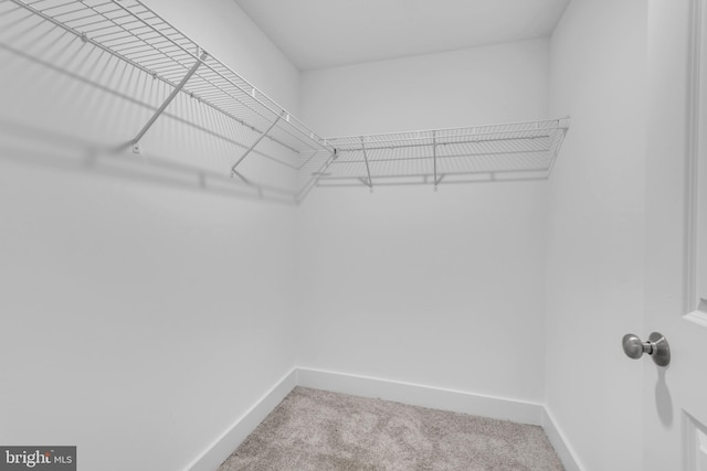 walk in closet featuring carpet floors