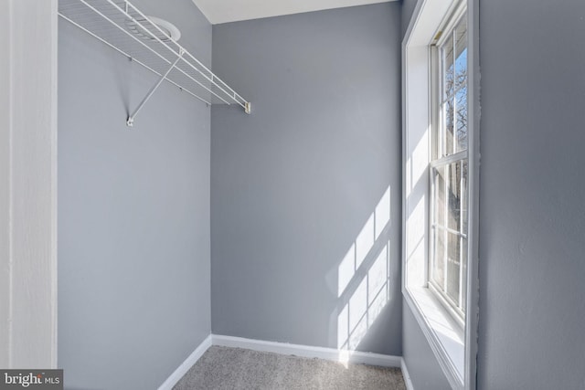 spacious closet featuring carpet flooring