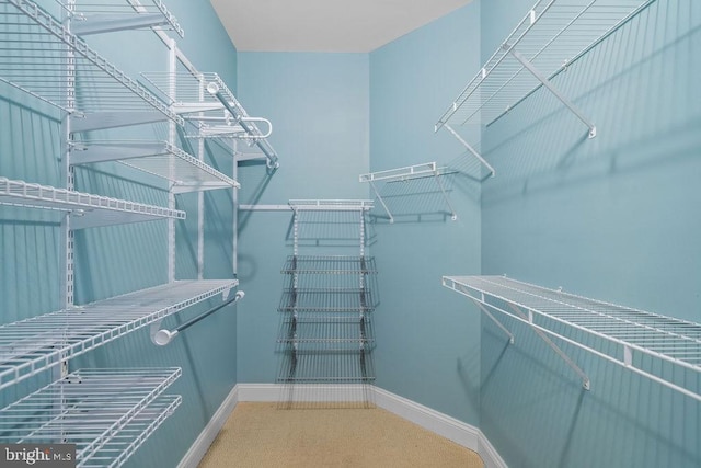 walk in closet with carpet floors